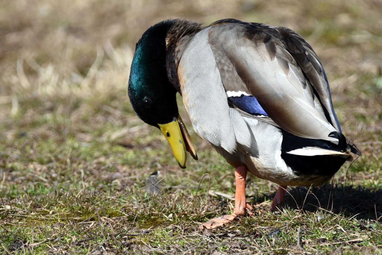 Nikon D5500 sample photo. Male mallard, preening, duck photography