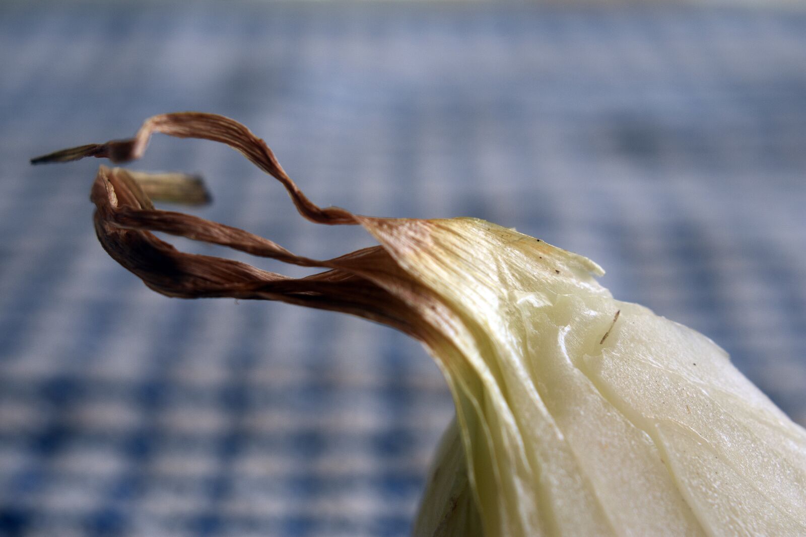 Nikon D3400 sample photo. Onion, a vegetable, vegetables photography