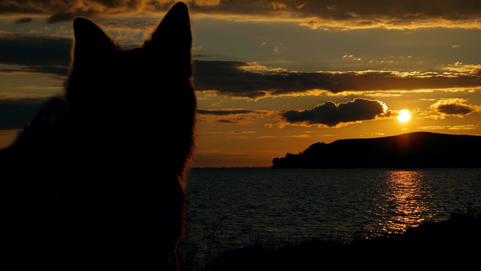 E 55-210mm F4.5-6.3 OSS sample photo. "Sunset, sch fer dog" photography