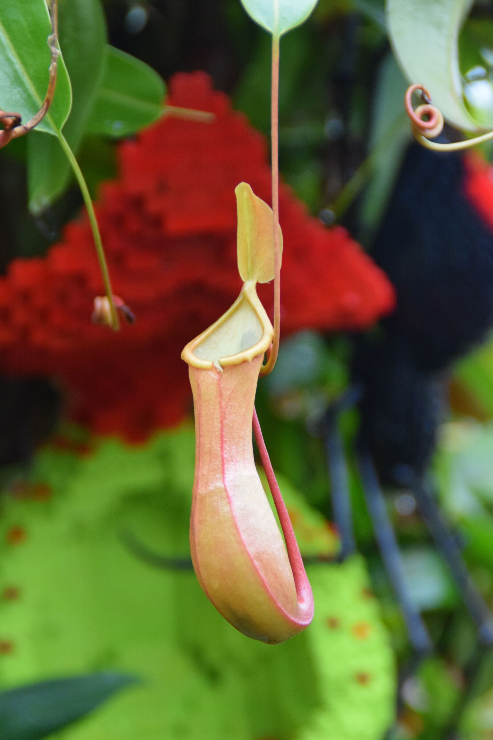 Nikon D5300 sample photo. Fly catcher, flower, cup photography