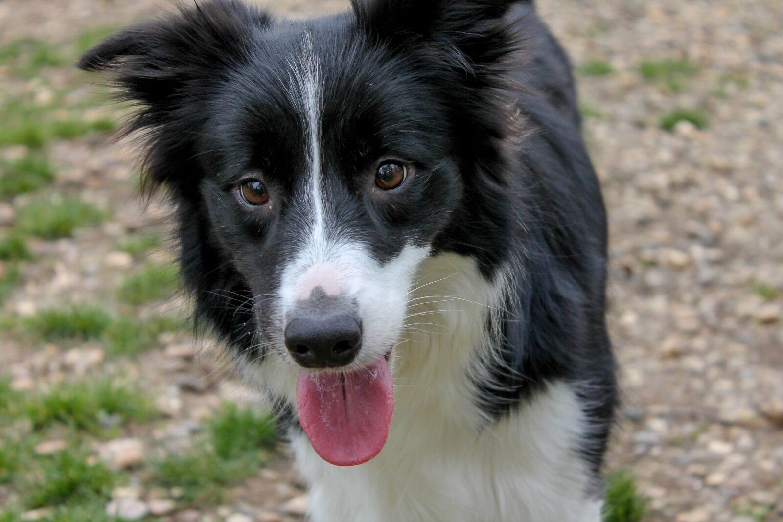 Canon EOS 1100D (EOS Rebel T3 / EOS Kiss X50) sample photo. Dog, animal, pet photography