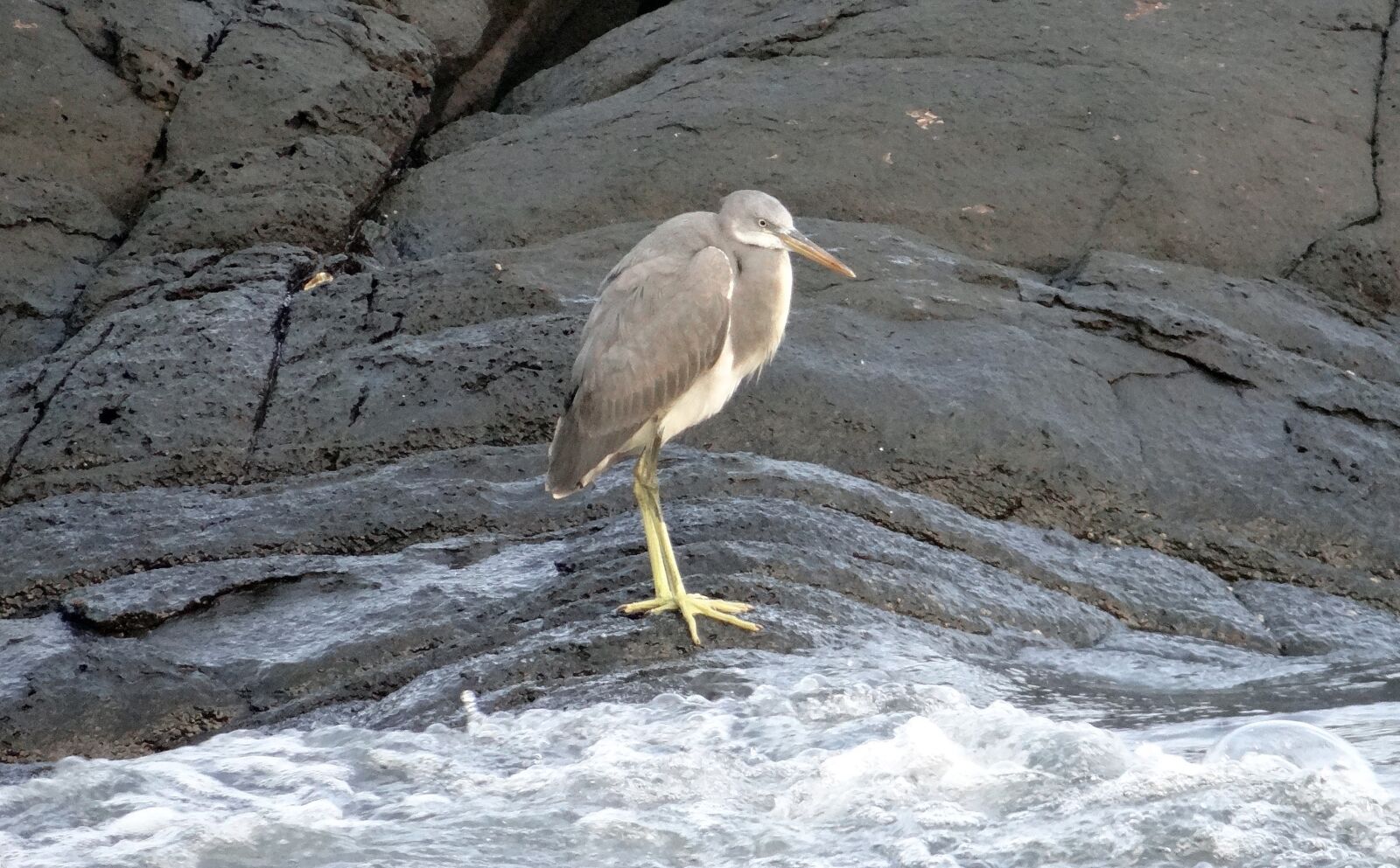 Sony DSC-HX200V sample photo. Western reef egret, bird photography
