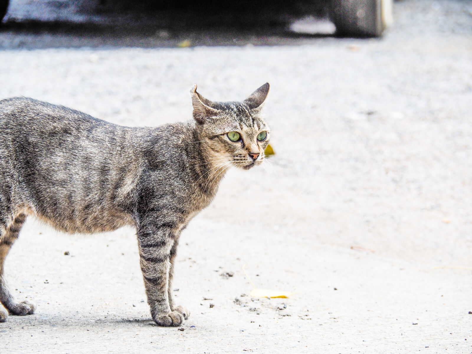 Olympus OM-D E-M10 II sample photo. Animal, photography, cat photography