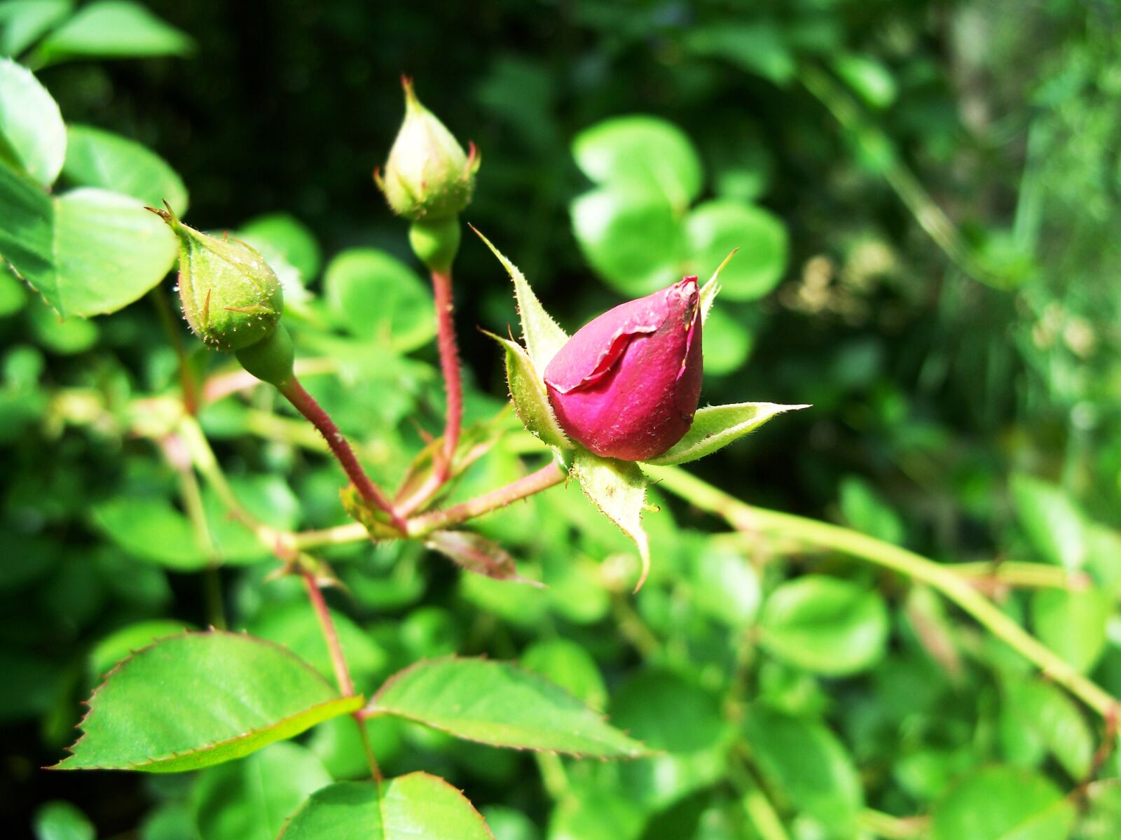 Kodak C875 ZOOM DIGITAL CAMERA sample photo. Rose, wild, flower photography