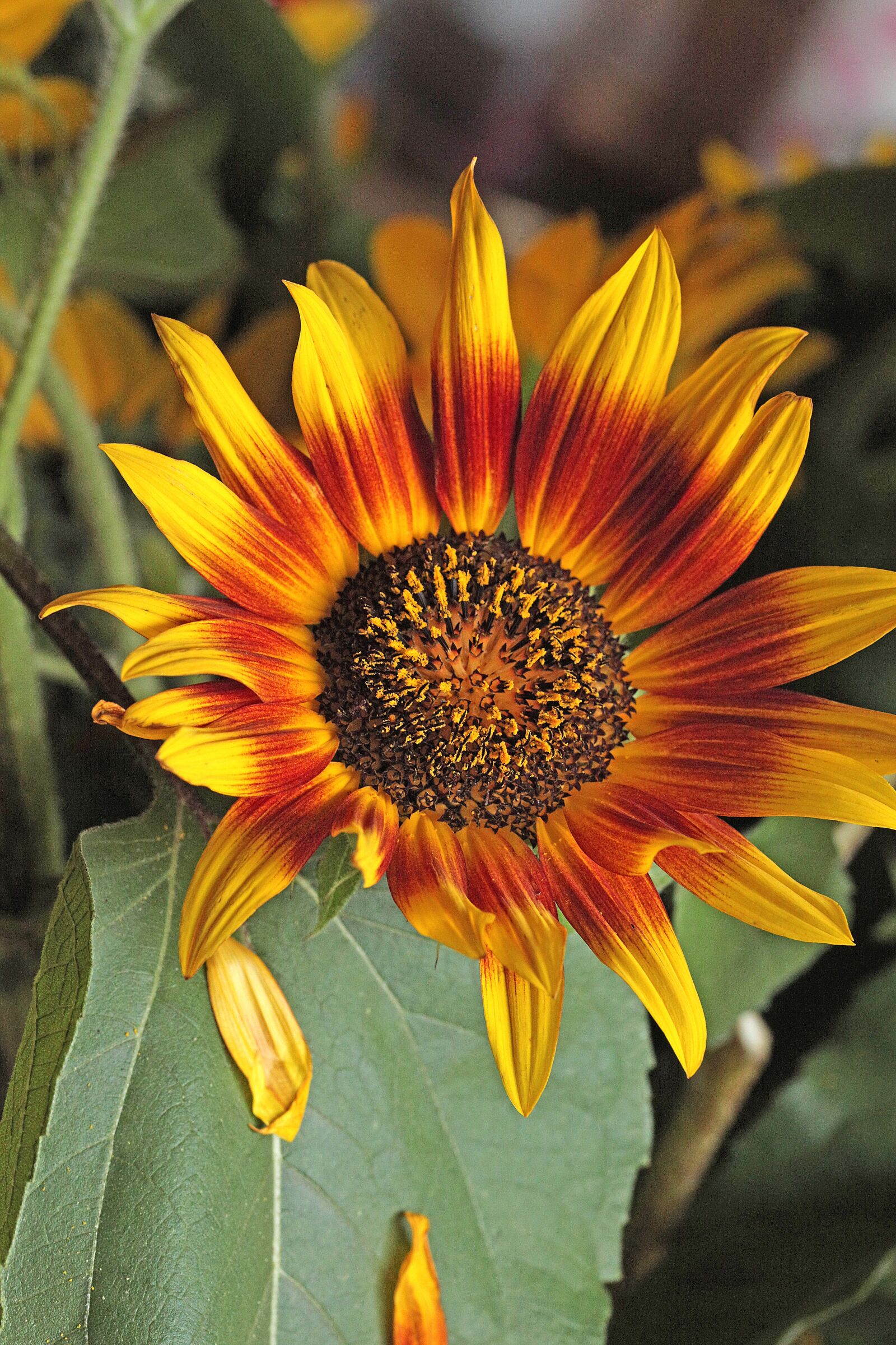 Canon EOS 5D Mark II sample photo. Sunflower, flower, yellow flowers photography