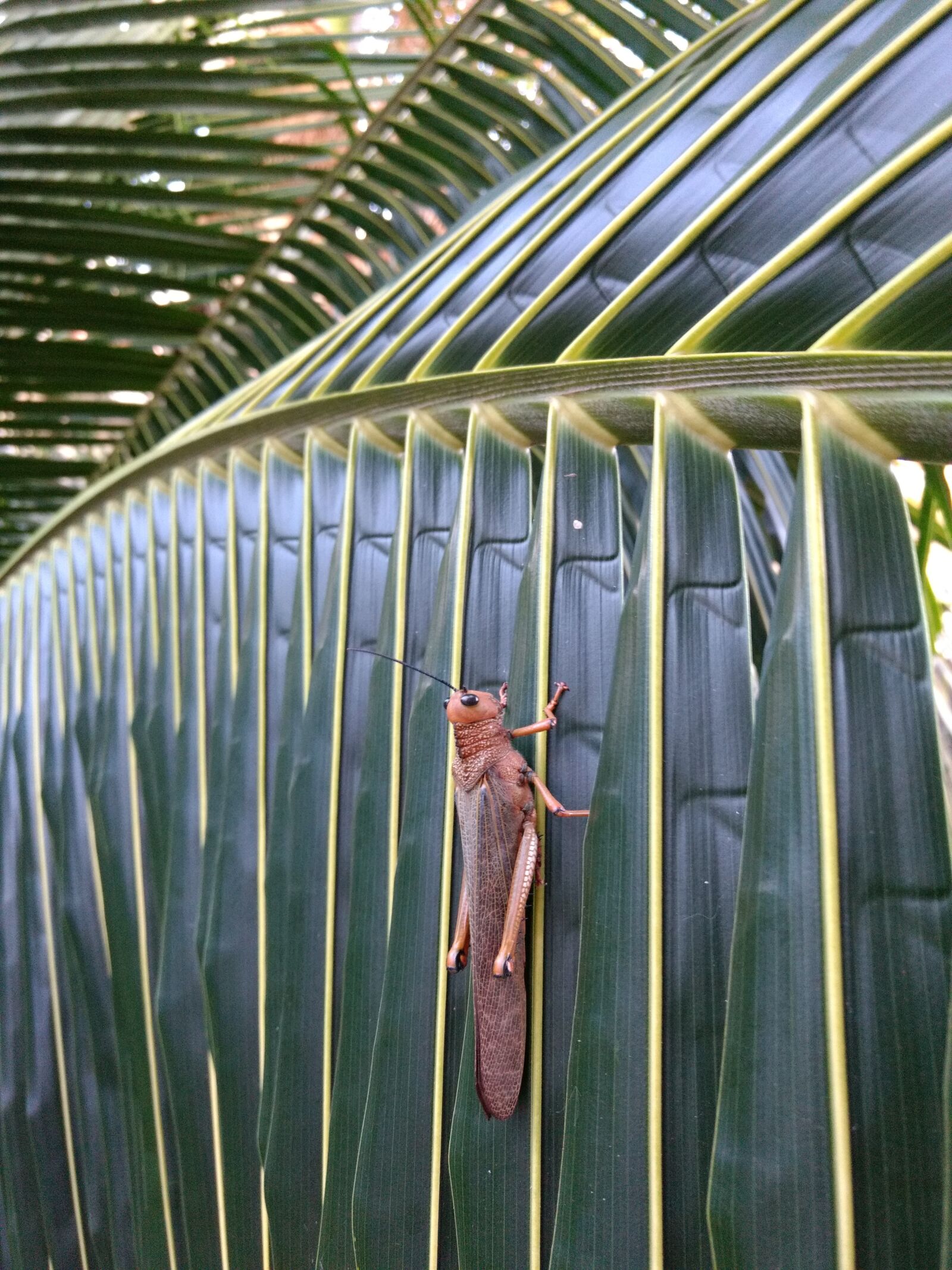 Motorola Moto G (4) sample photo. Mexico, locust, leaf photography