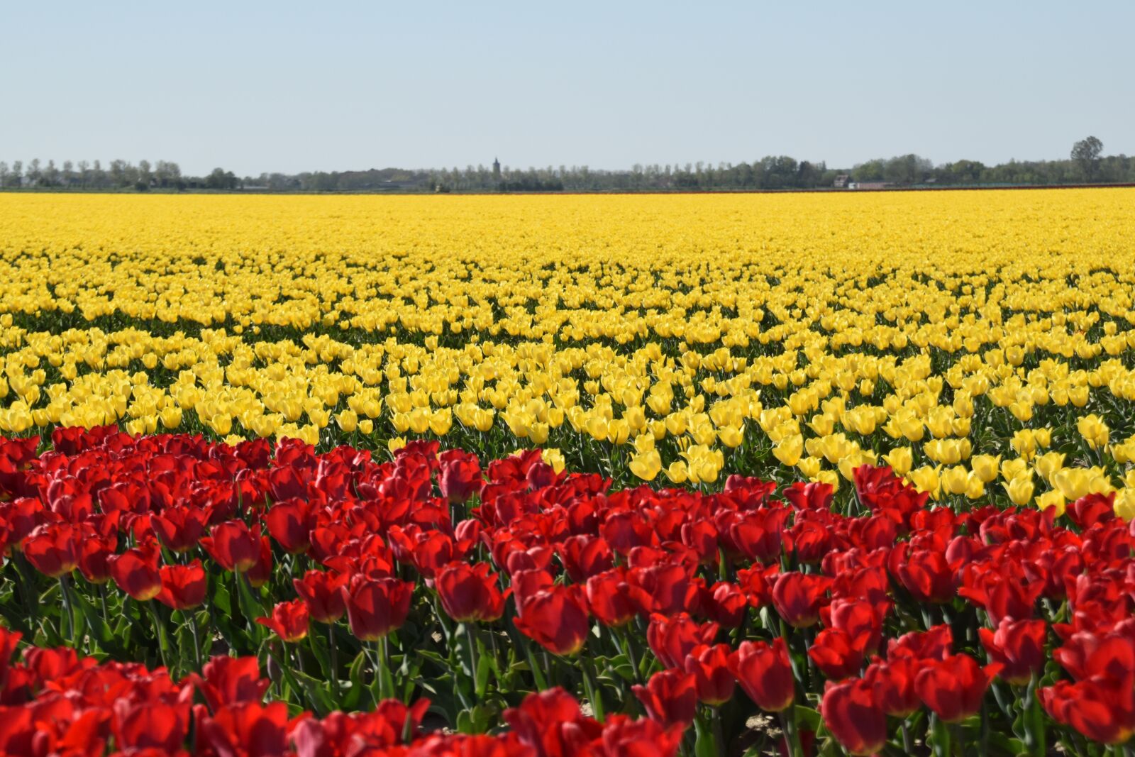 Nikon D3300 sample photo. Dirksland, tulips, red photography