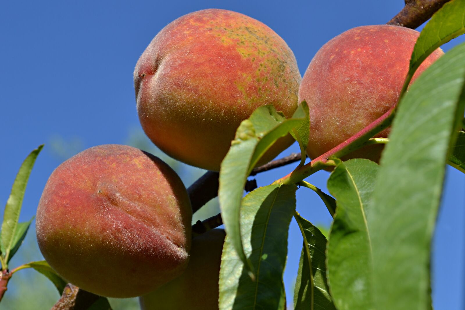 Nikon D3100 sample photo. Peach, peaches, fruit photography