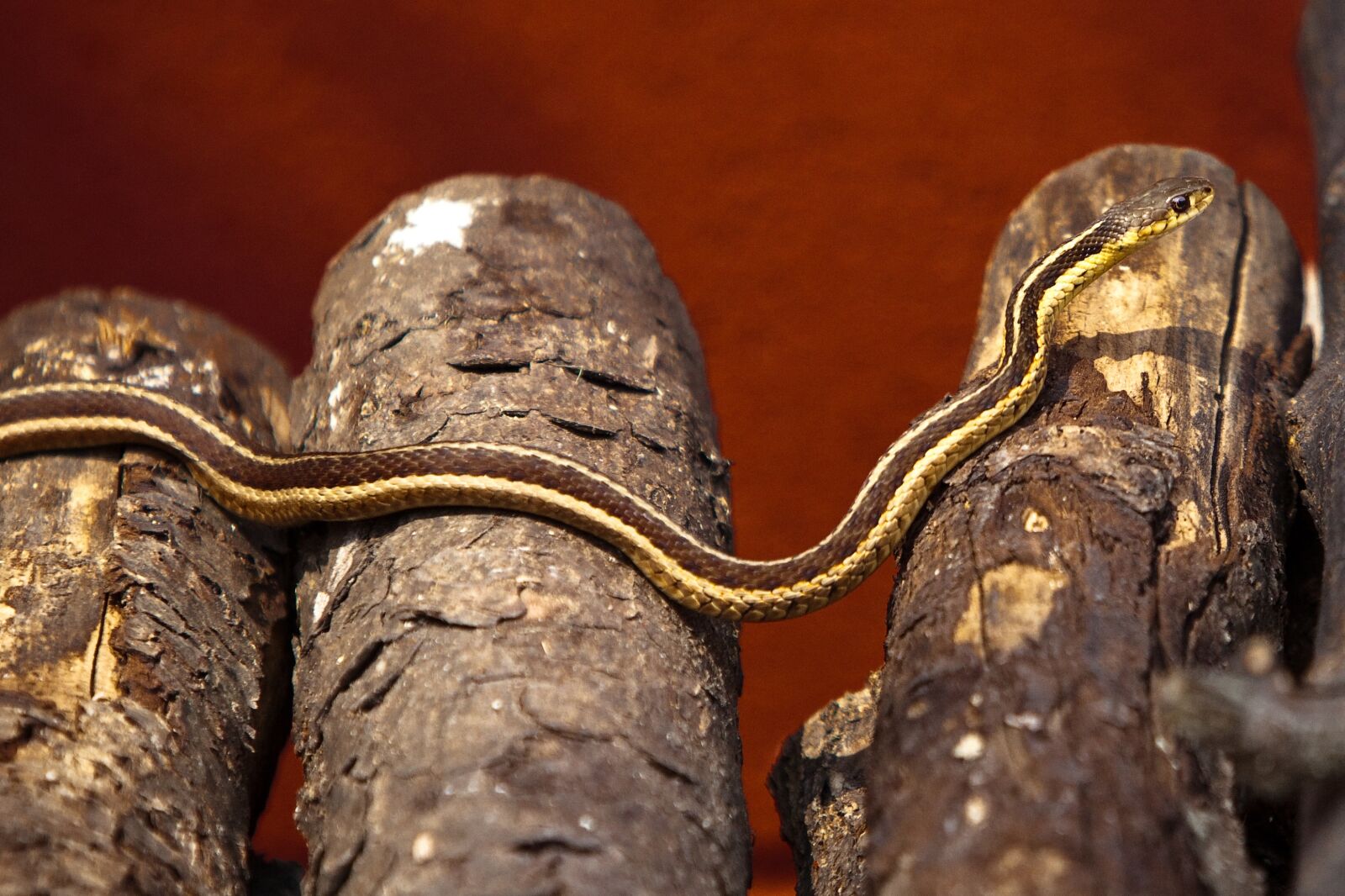 Canon EOS 5D Mark II sample photo. Snake, log, reptile photography