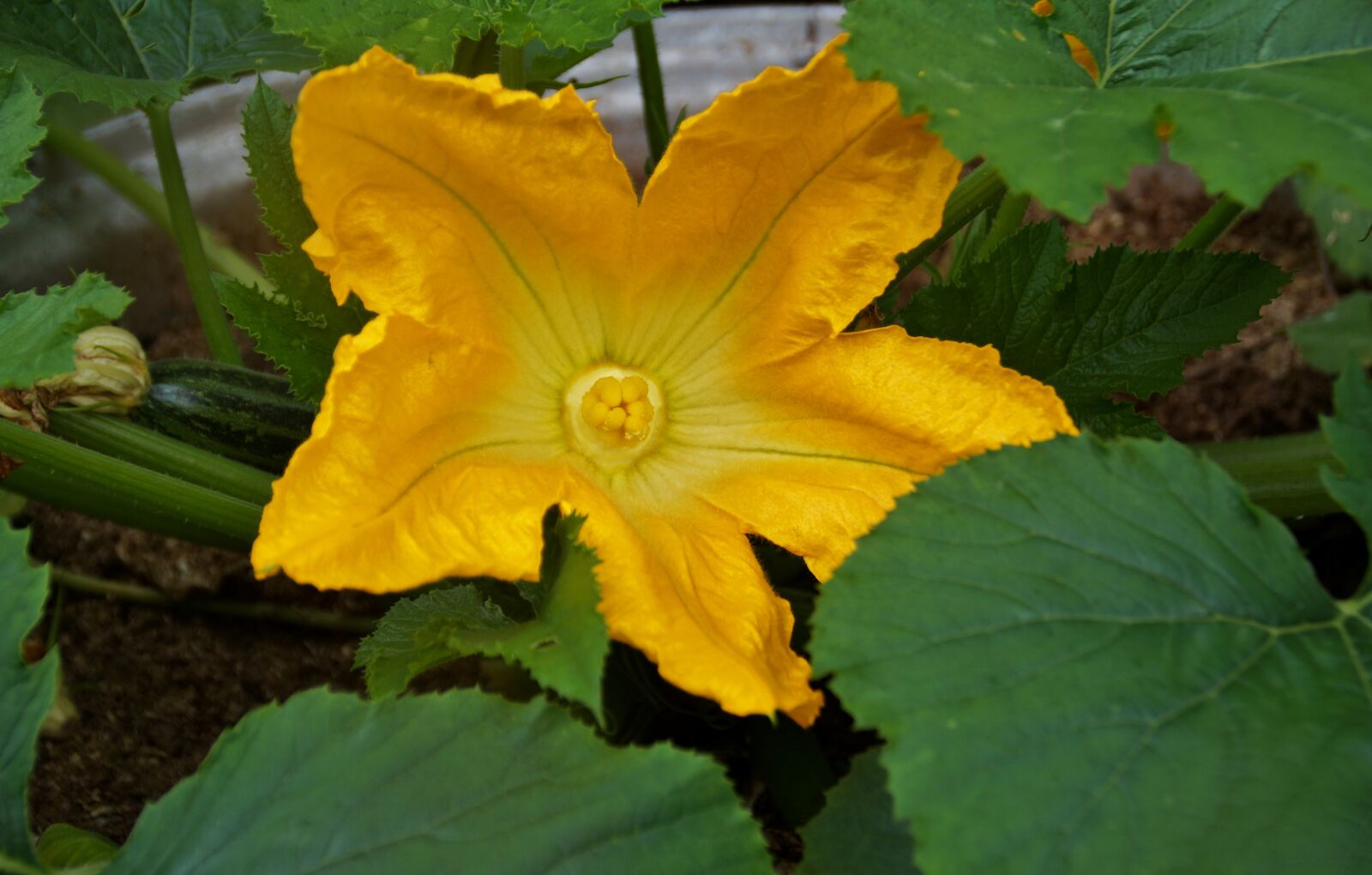 Sony SLT-A58 sample photo. Zucchini, flower, flowering photography
