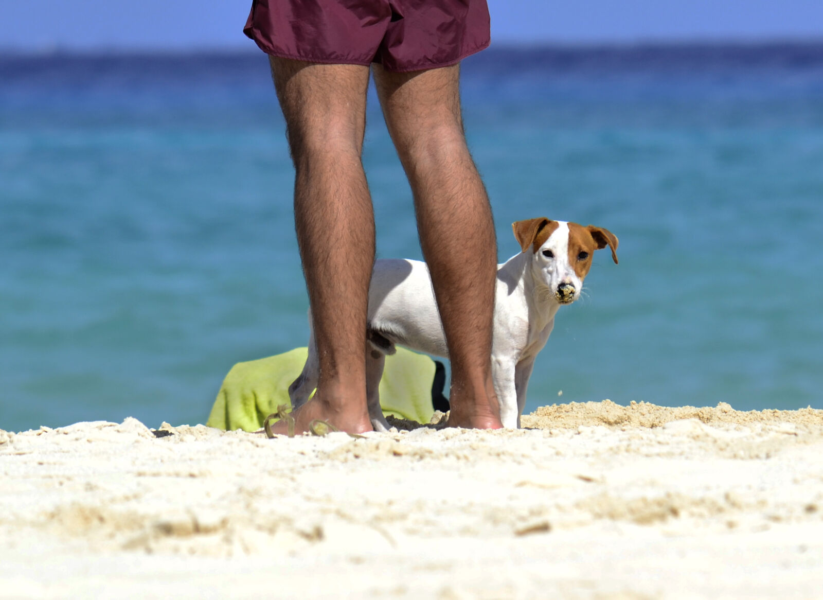 Nikon D3100 sample photo. Beach, dog, sea photography