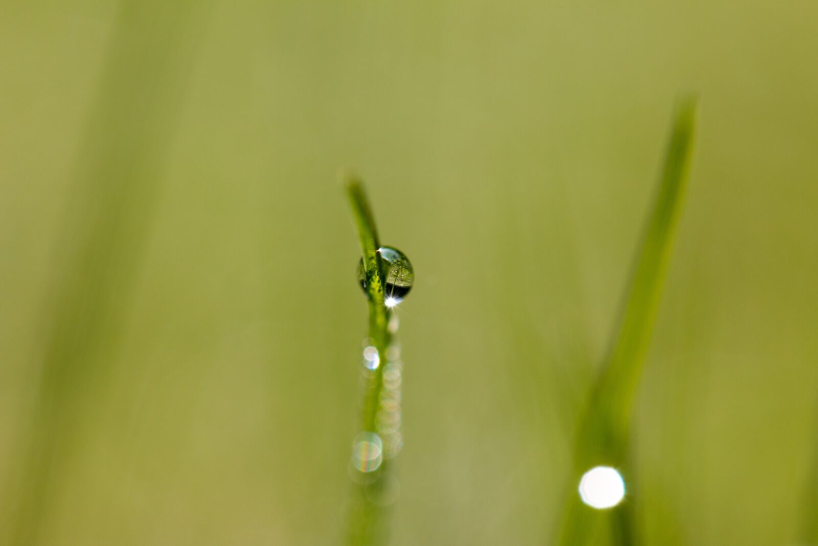 Canon EF 100mm F2.8L Macro IS USM sample photo. Drip, dew, dewdrop photography