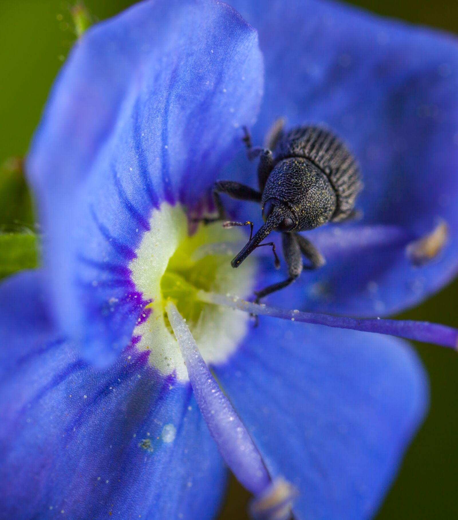 Canon MP-E 65mm F2.5 1-5x Macro Photo sample photo. No one, flower, outdoors photography