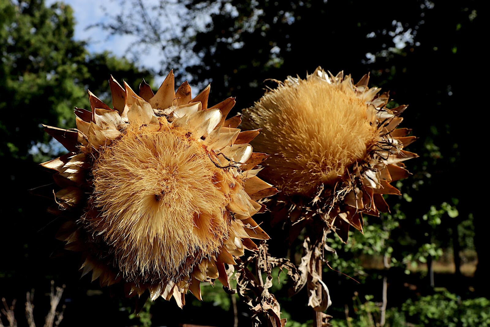 Canon EOS 800D (EOS Rebel T7i / EOS Kiss X9i) sample photo. Dried flower, artichoke, plants photography