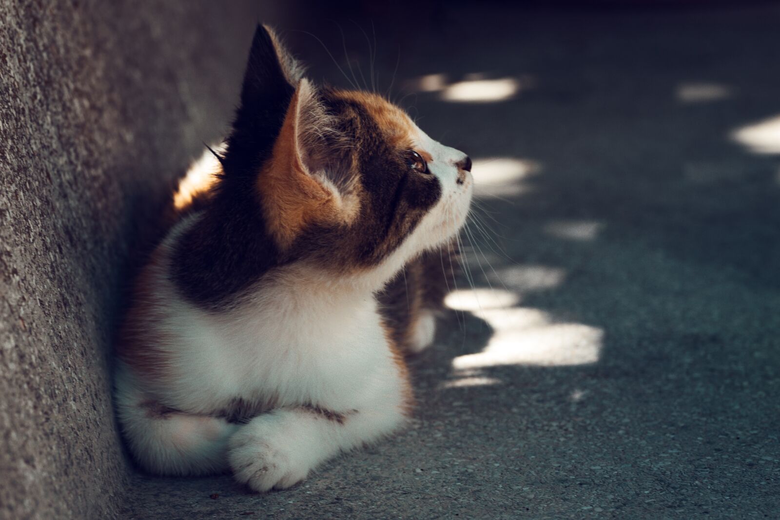 Canon EOS 1300D (EOS Rebel T6 / EOS Kiss X80) sample photo. Cat, feline, portrait photography