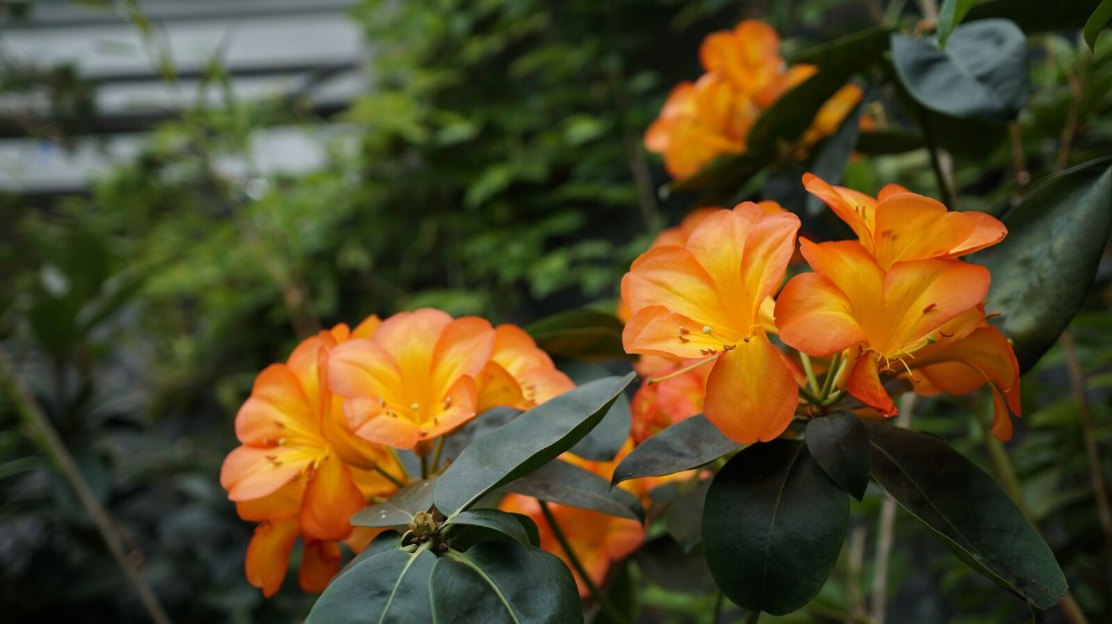 Sony a6000 + Sony Sonnar T* E 24mm F1.8 ZA sample photo. Flower, orange, plant photography