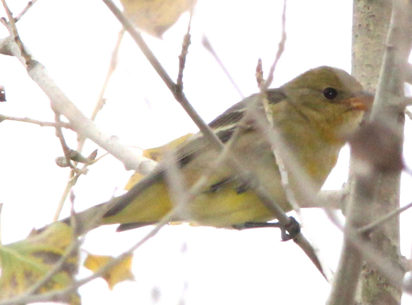 Canon EF 300mm F4L IS USM sample photo