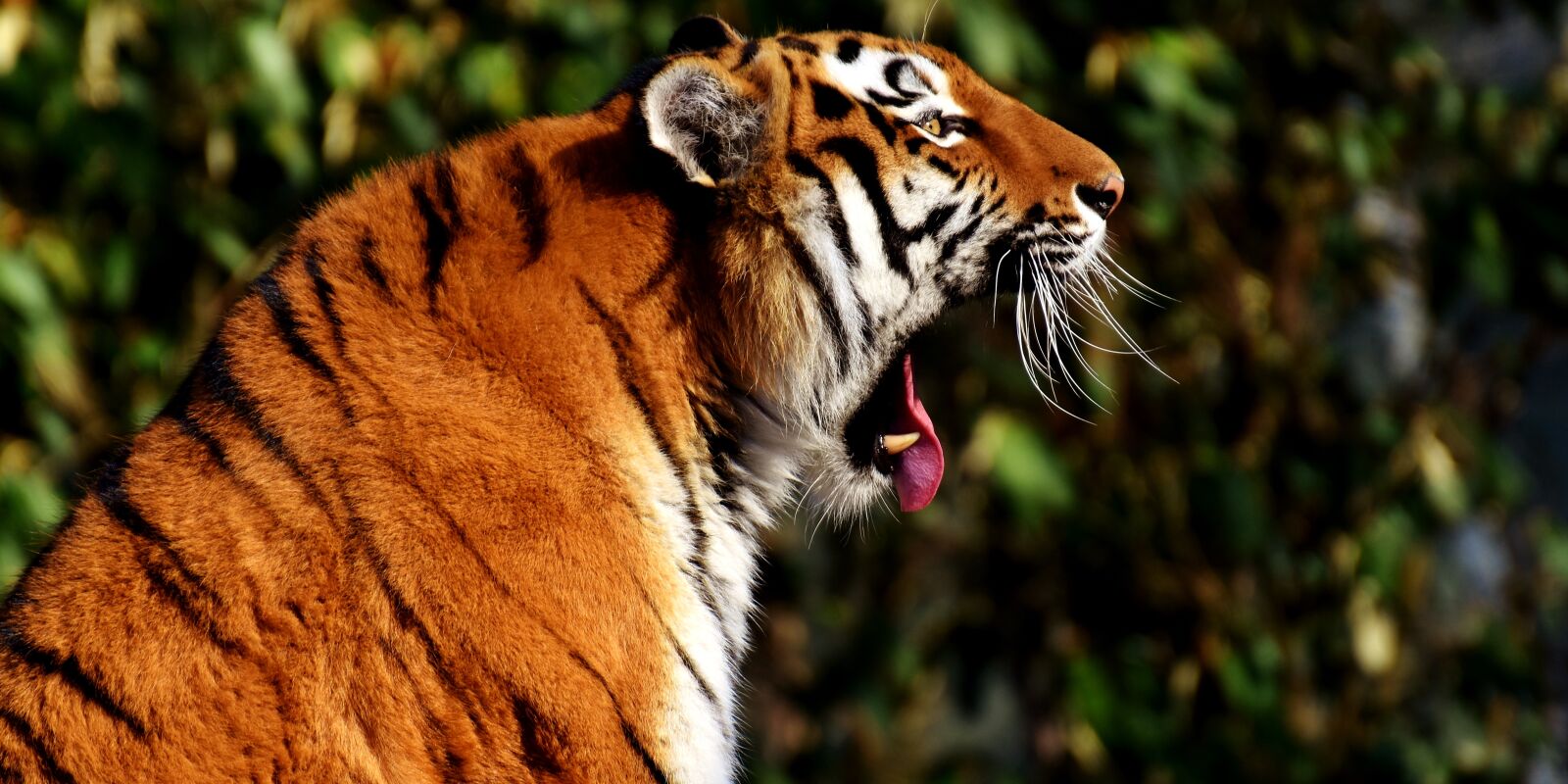 Nikon D7200 sample photo. Tiger, predator, fur photography