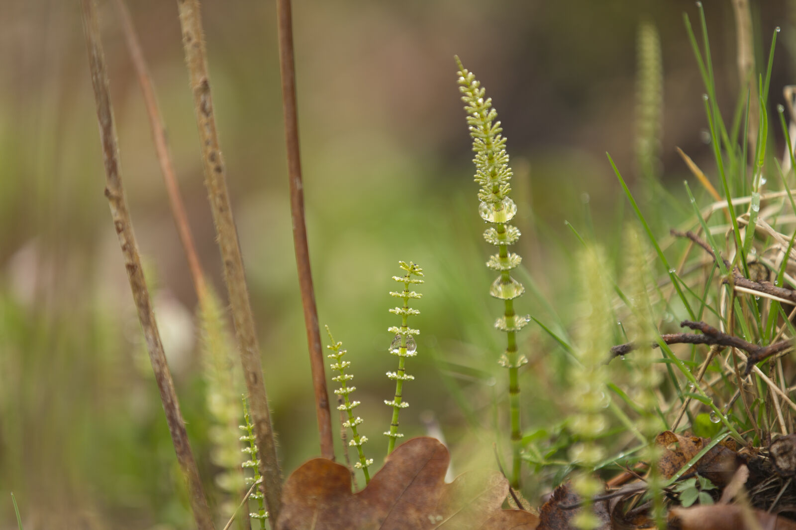 Canon EOS-1D X sample photo. Spring, springtime photography