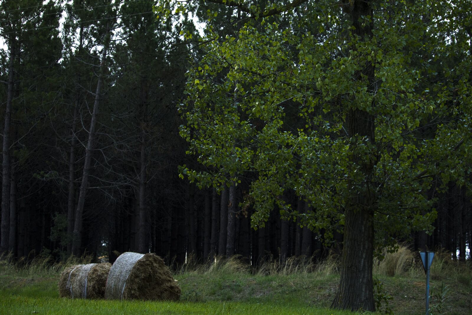 Canon EF-S 55-250mm F4-5.6 IS STM sample photo. Landscape, field, wild photography