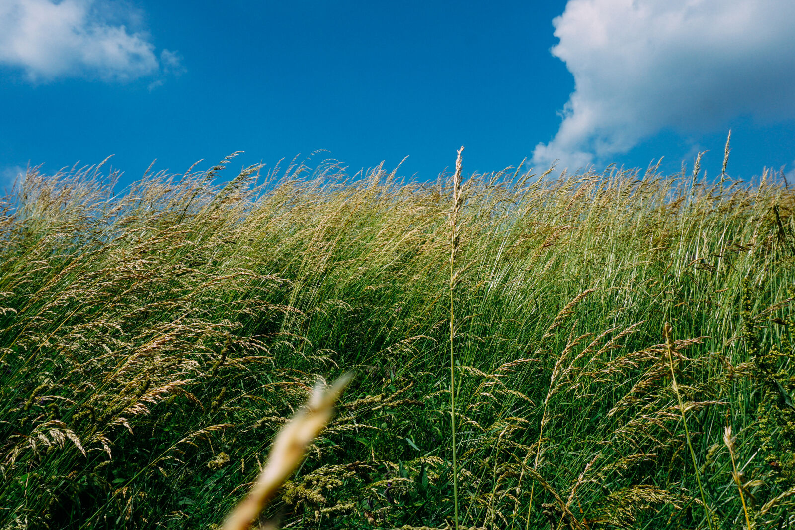 Sony a6000 sample photo. Grass, green, sky photography