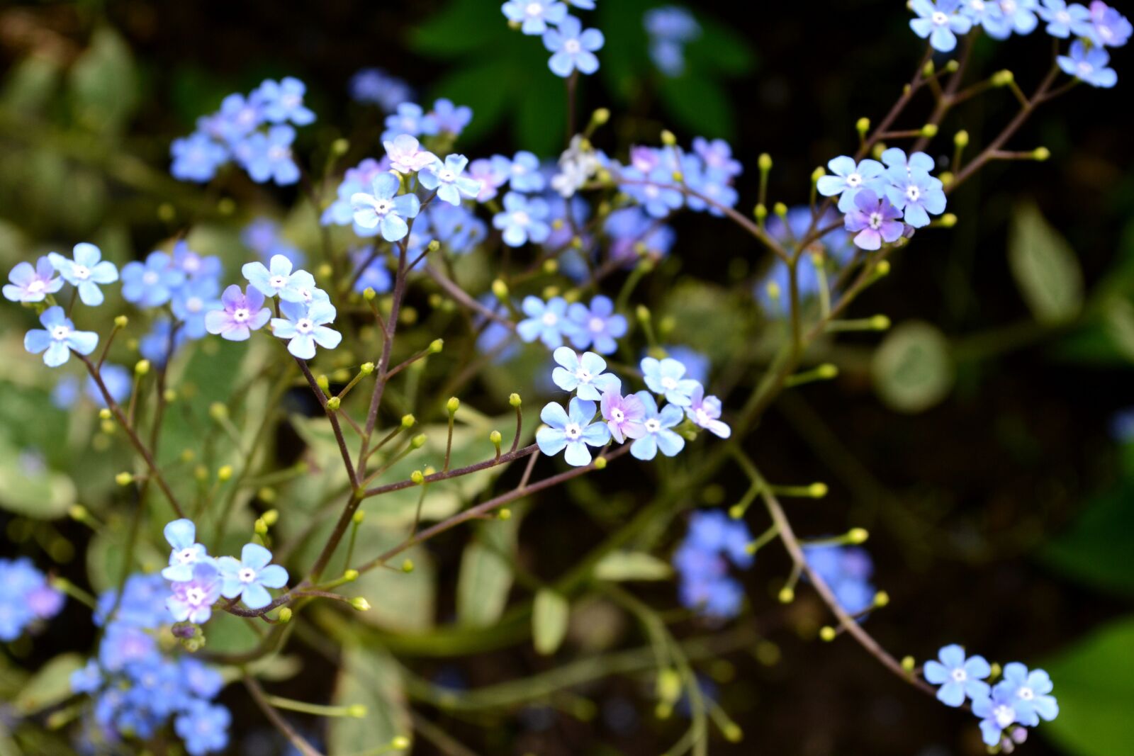 Nikon D3100 sample photo. Brunera wielkolistna, bruner, garden photography