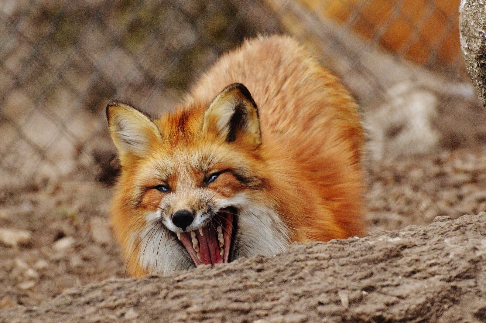 Nikon D3200 sample photo. Fuchs, wildpark poing, animal photography