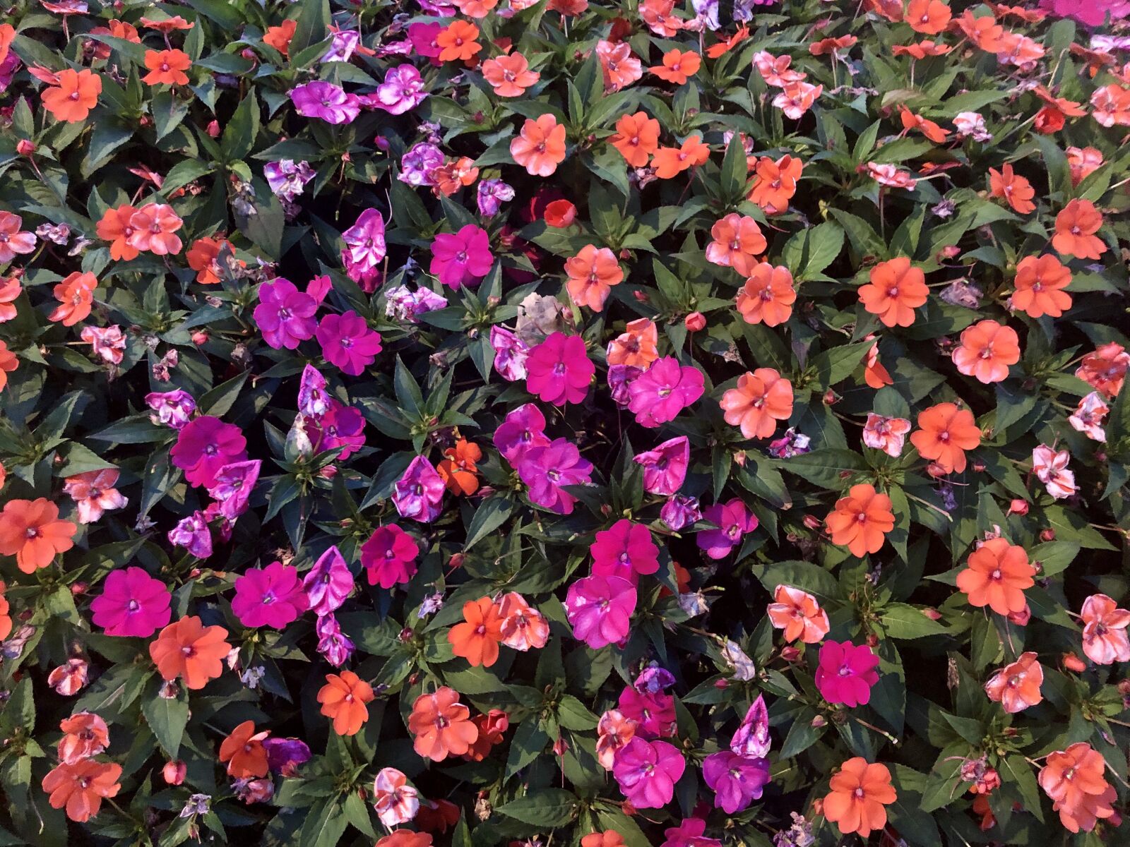 iPhone X back dual camera 4mm f/1.8 sample photo. Flowers, colourful, garden photography