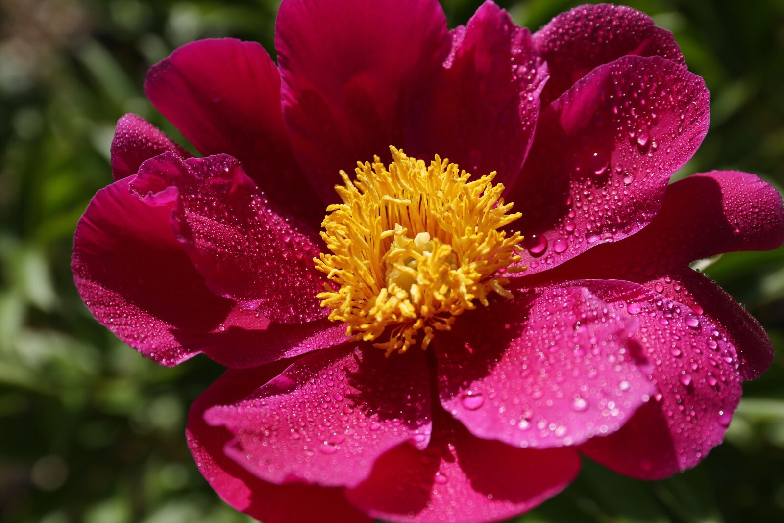 Canon EF 24-70mm F4L IS USM sample photo. Peonies, seoul national university photography