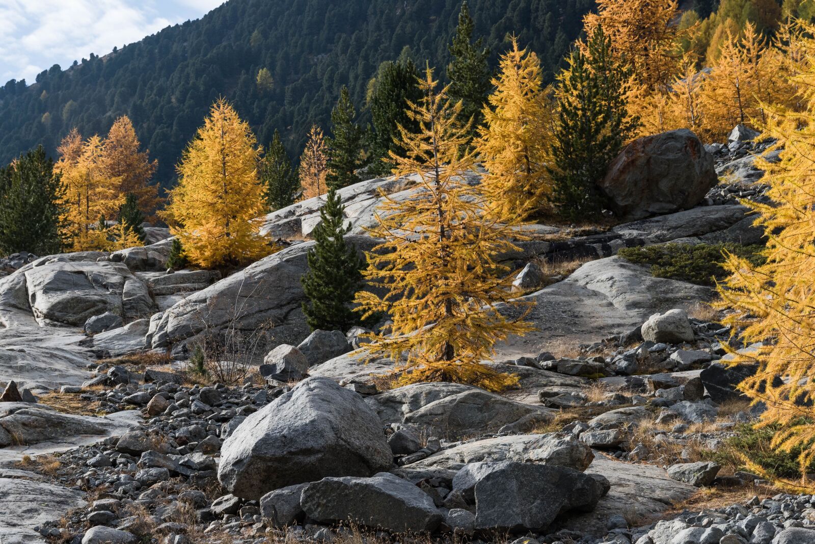 Nikon D810 sample photo. Autumn, larch, larch discoloration photography