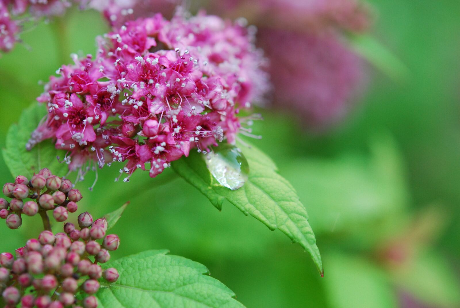 Nikon D60 sample photo. Plants, pink, floral photography