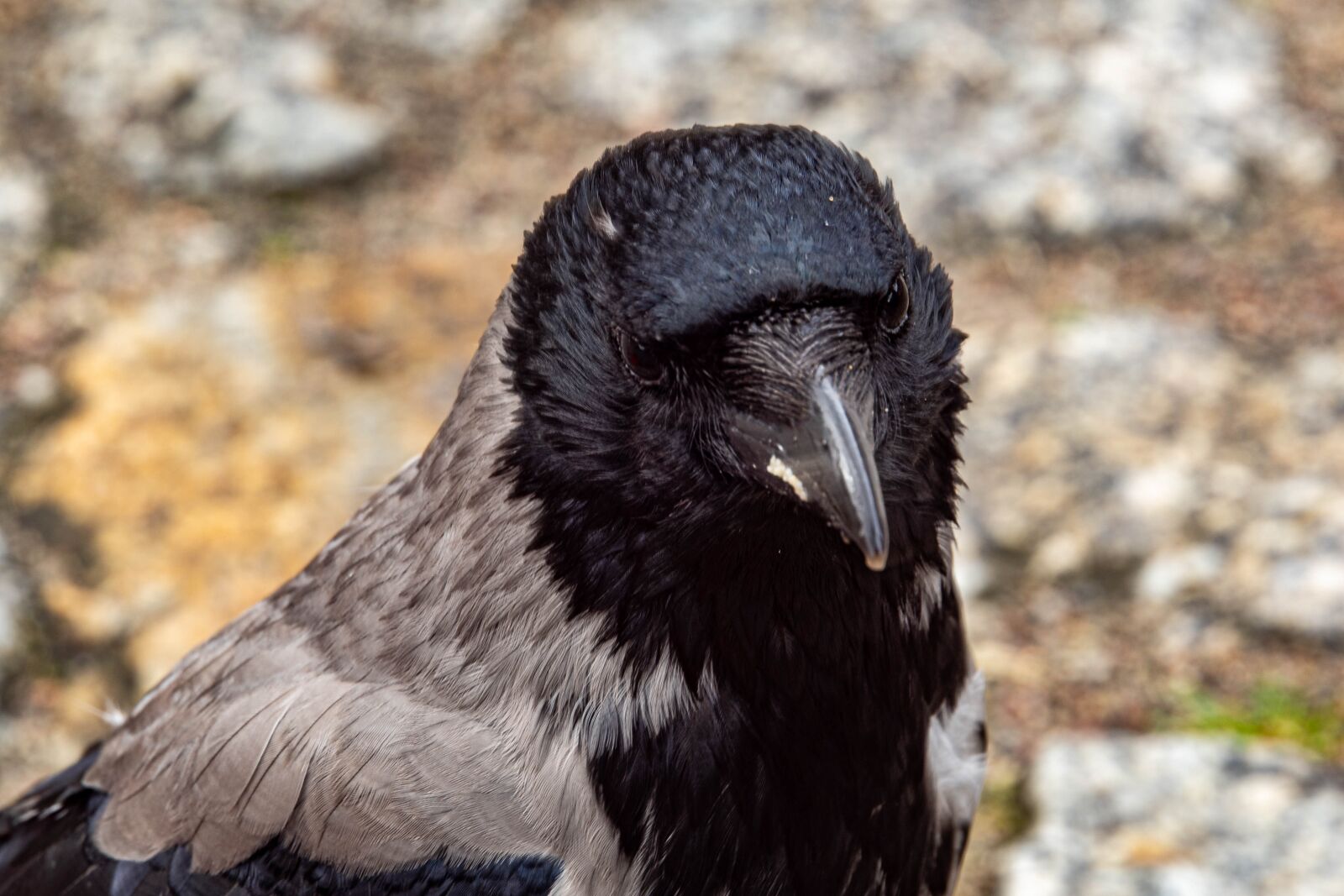 Sony SLT-A68 sample photo. Close up, crow, bird photography