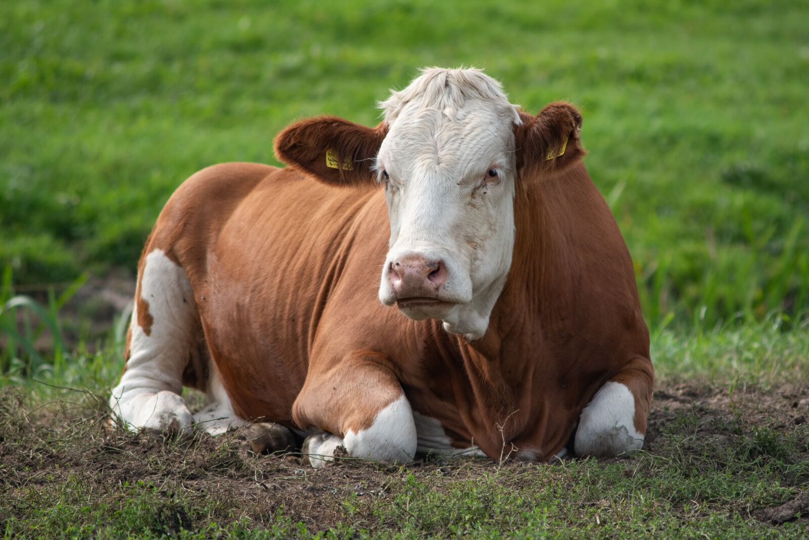 Nikon D750 sample photo. Cow, animal, fryslân photography