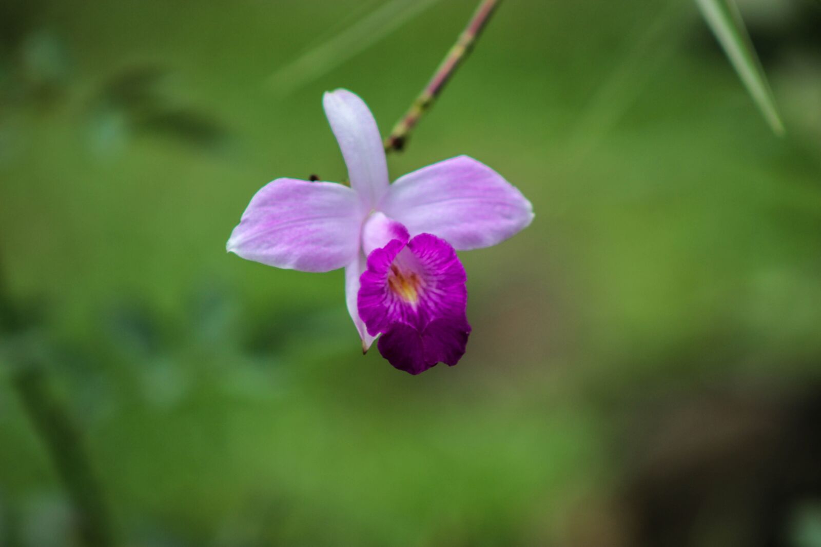 Canon EOS 600D (Rebel EOS T3i / EOS Kiss X5) sample photo. Flower, single flower, love photography