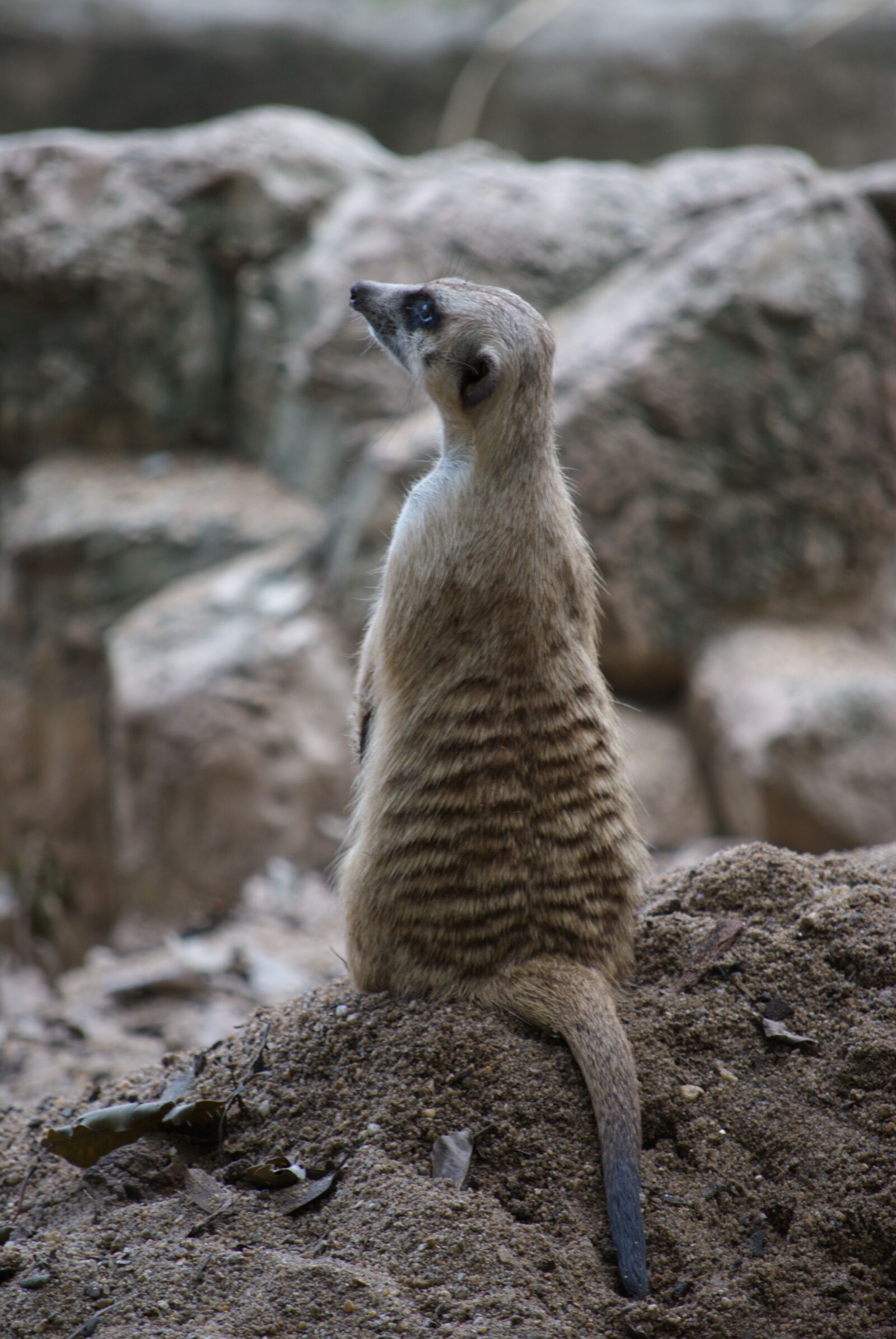 Nikon D60 sample photo. Zoo, meerkat, cute photography