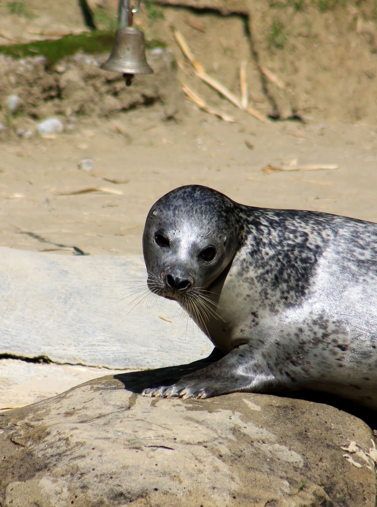 Canon EF 75-300mm f/4-5.6 sample photo. Seal, zoo, water photography
