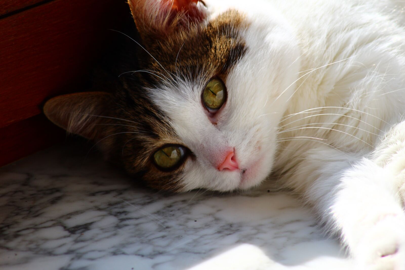Canon EOS 1200D (EOS Rebel T5 / EOS Kiss X70 / EOS Hi) sample photo. Cat, eyes, pet photography
