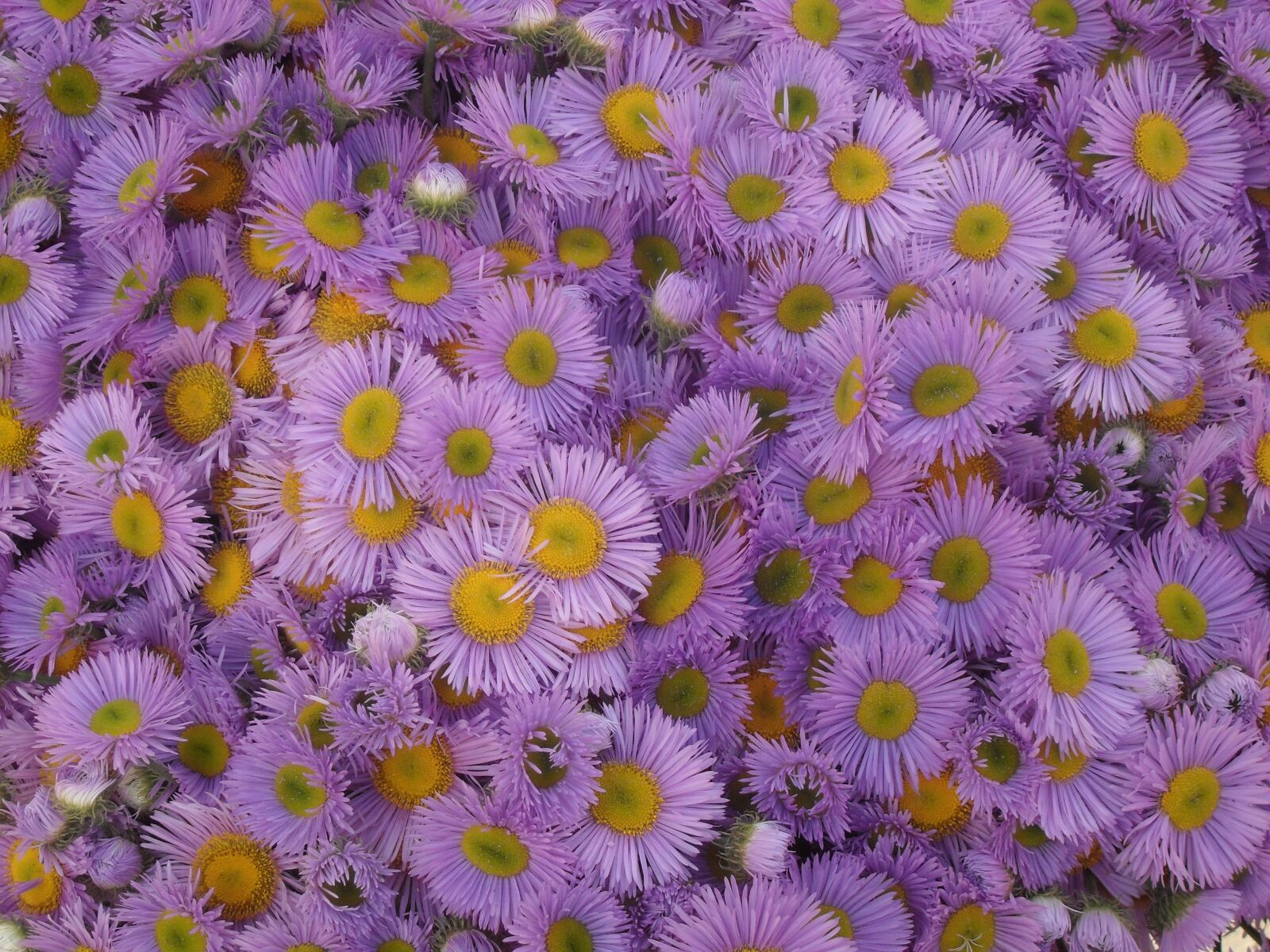 Samsung PL50 / VLUU PL50 /  SL202 sample photo. Flowers, purple, nature photography