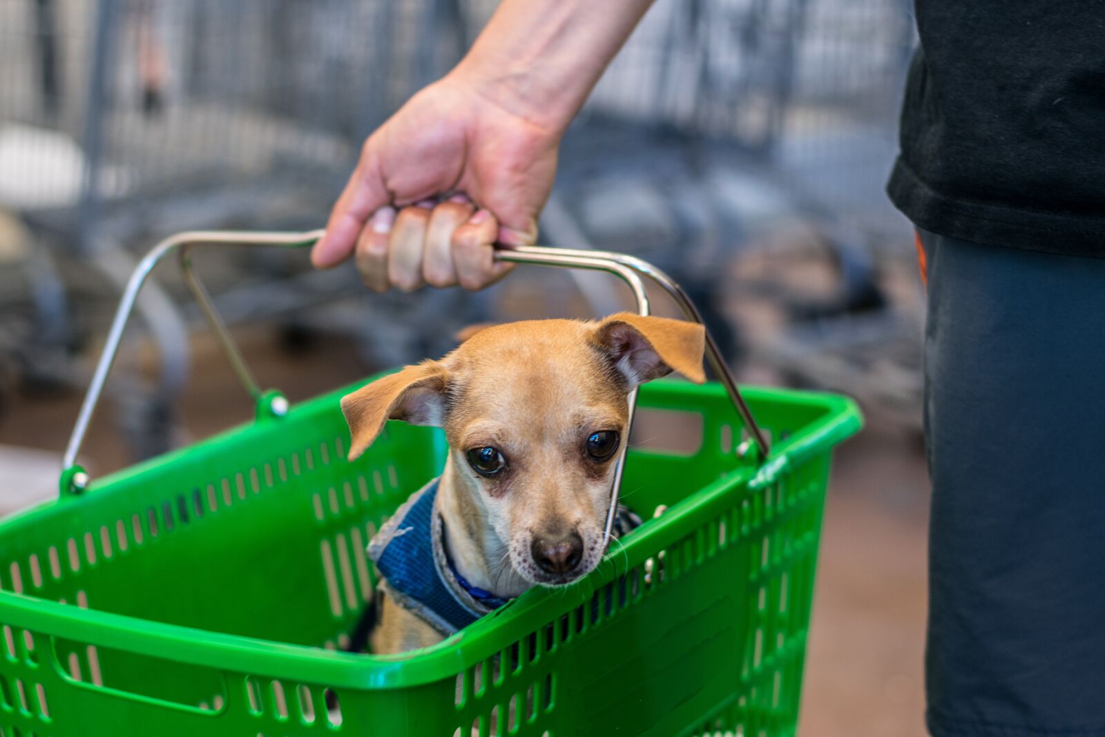 Nikon D3400 sample photo. Animal, pet, dog photography