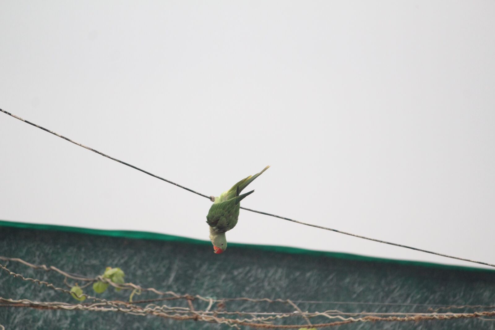 Canon EOS 1200D (EOS Rebel T5 / EOS Kiss X70 / EOS Hi) sample photo. Parrot showing stunts, green photography