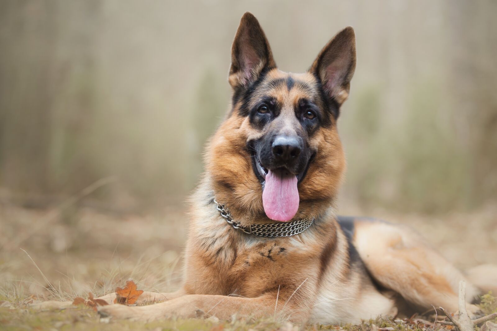 Canon EF 70-200mm F2.8L USM sample photo. Dog, shepherd, animal photography