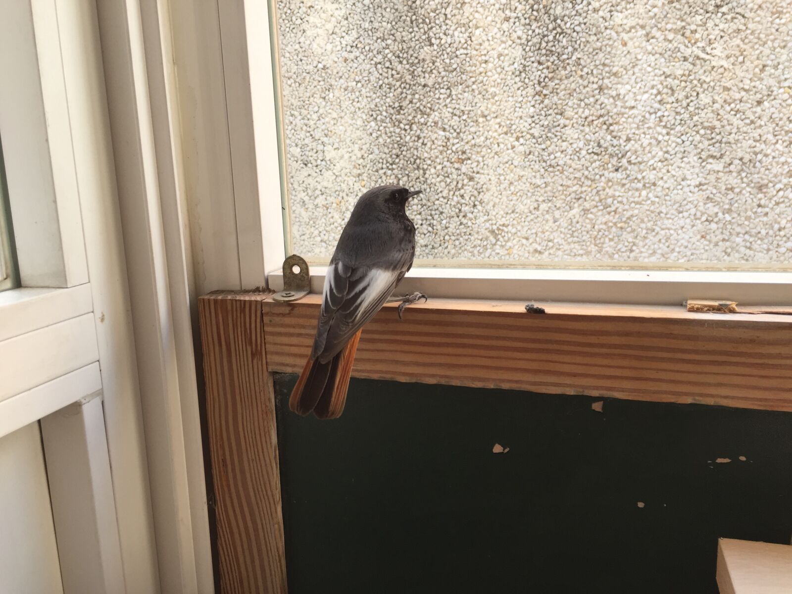 iPhone 6 Plus back camera 4.15mm f/2.2 sample photo. Bird, ocell photography
