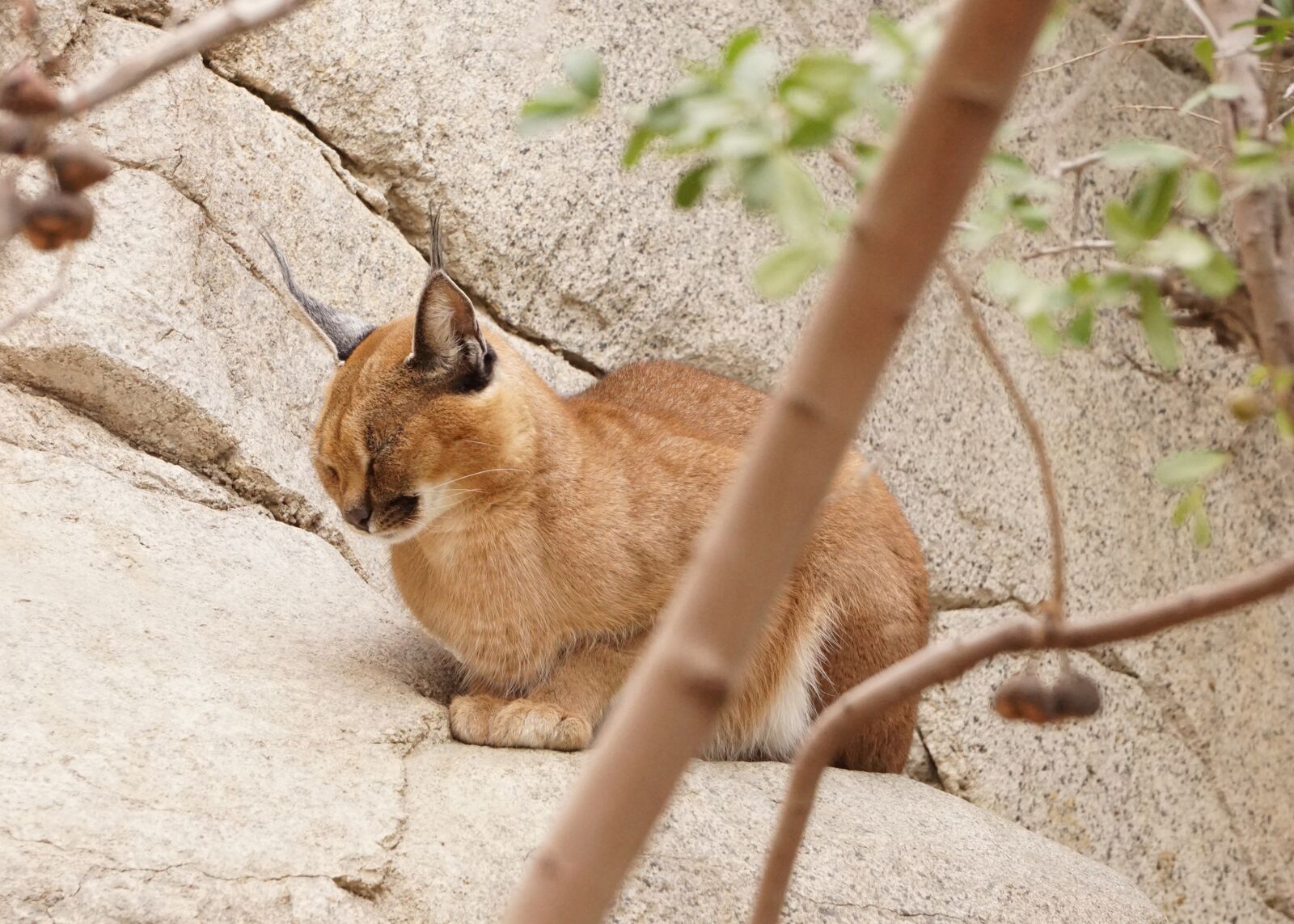 Sony a6000 sample photo. Caracal, cat, wild photography