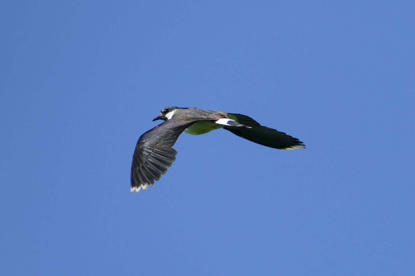 Panasonic Lumix DMC-FZ1000 sample photo. Lapwing, flying, bird photography