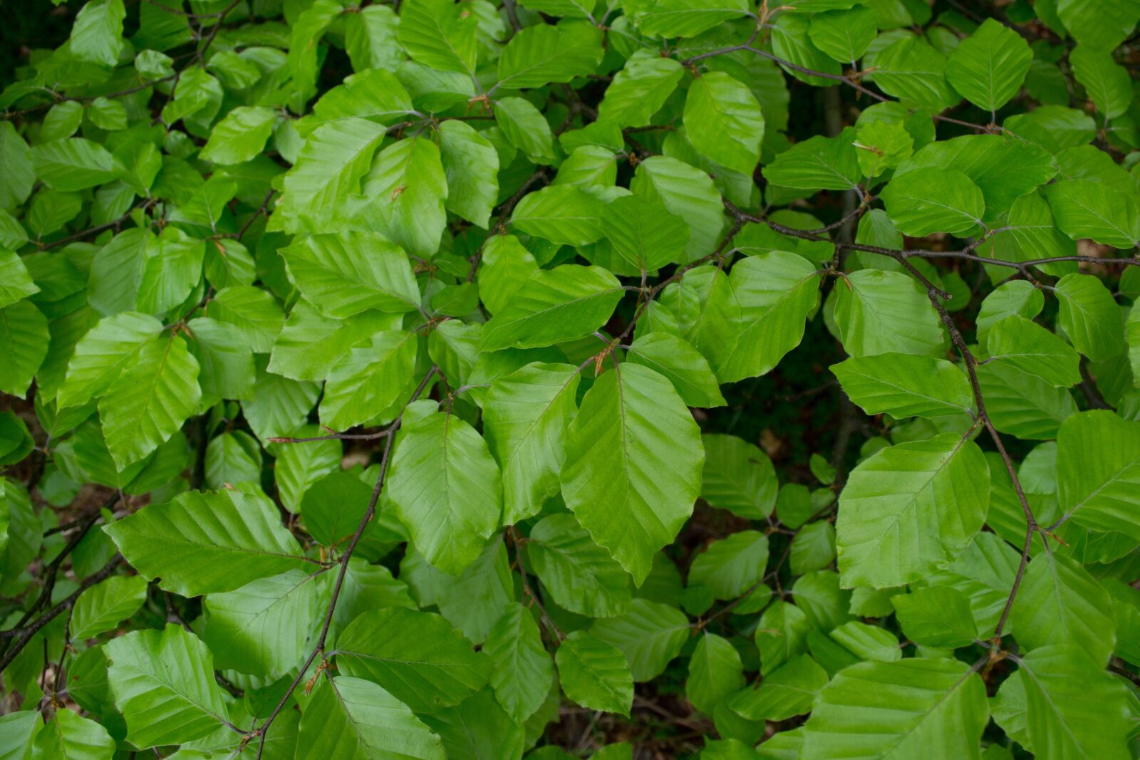 Nikon D3100 sample photo. Green, leaves, foliage photography