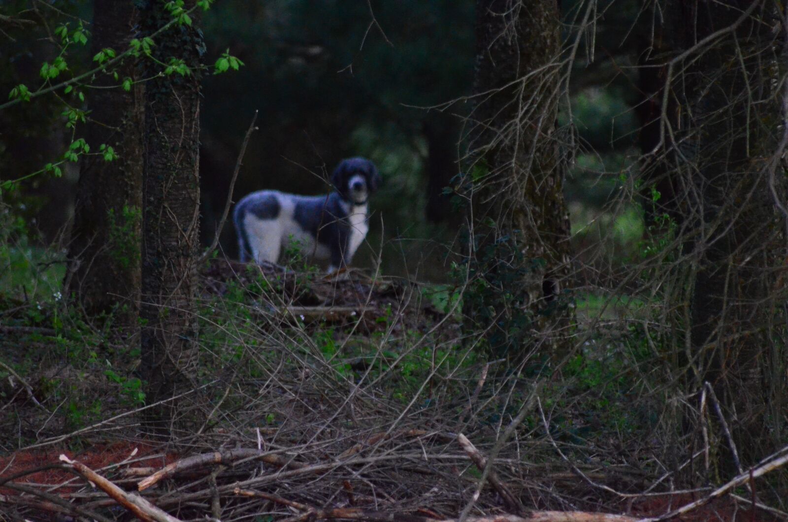 Nikon D5100 sample photo. Dog, lost, woods photography