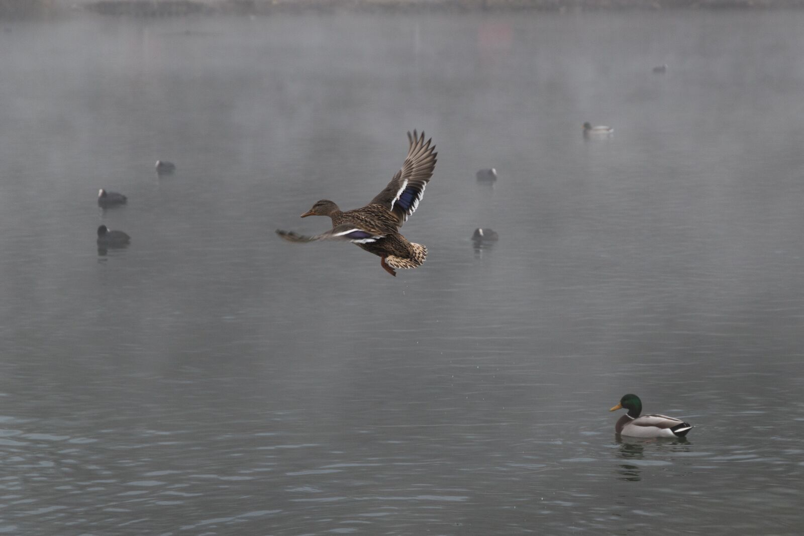 Canon EOS 6D Mark II sample photo. Duck, bird, flight photography