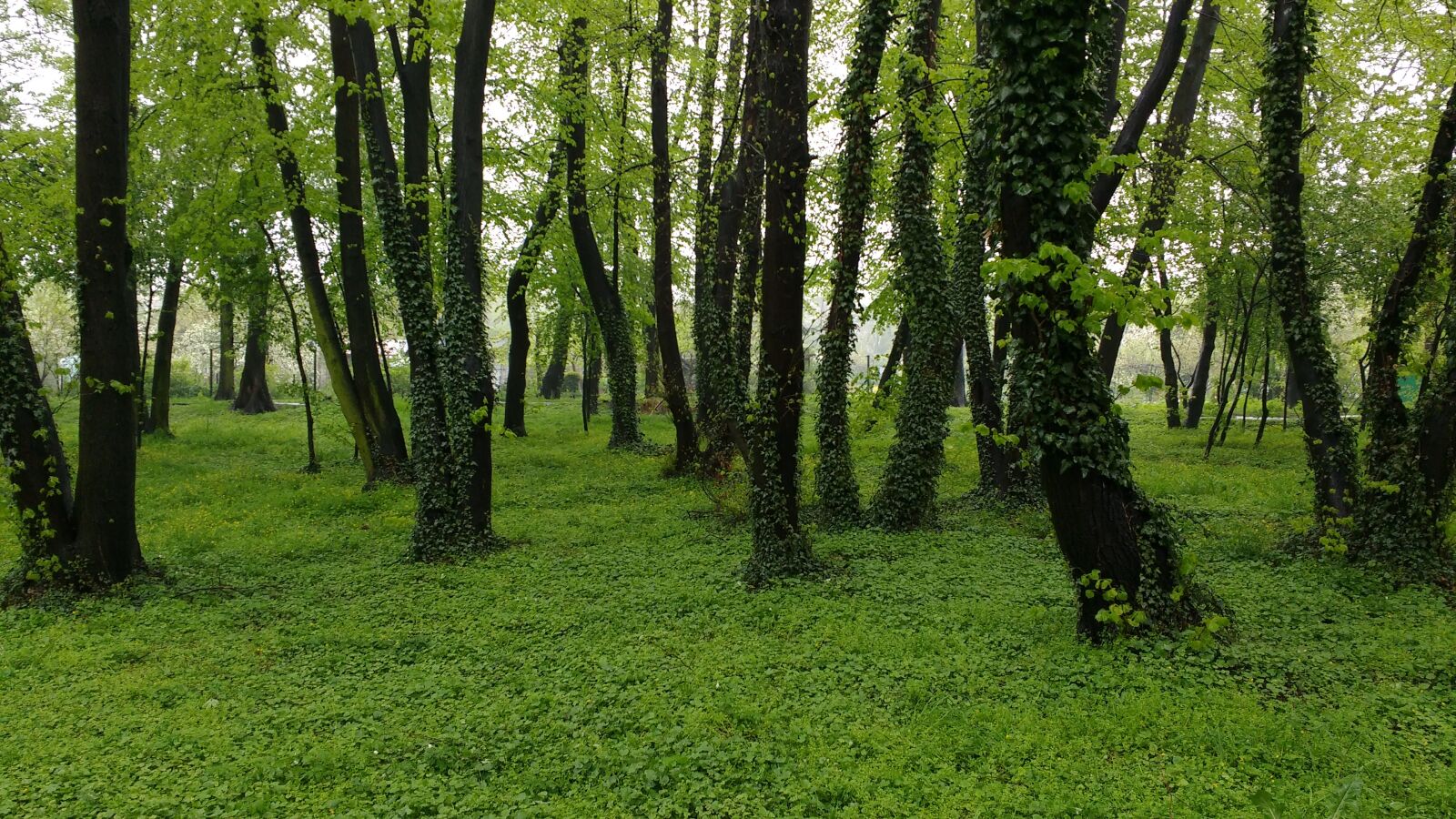 Motorola MotoG3 sample photo. Forest, ivy, header helix photography
