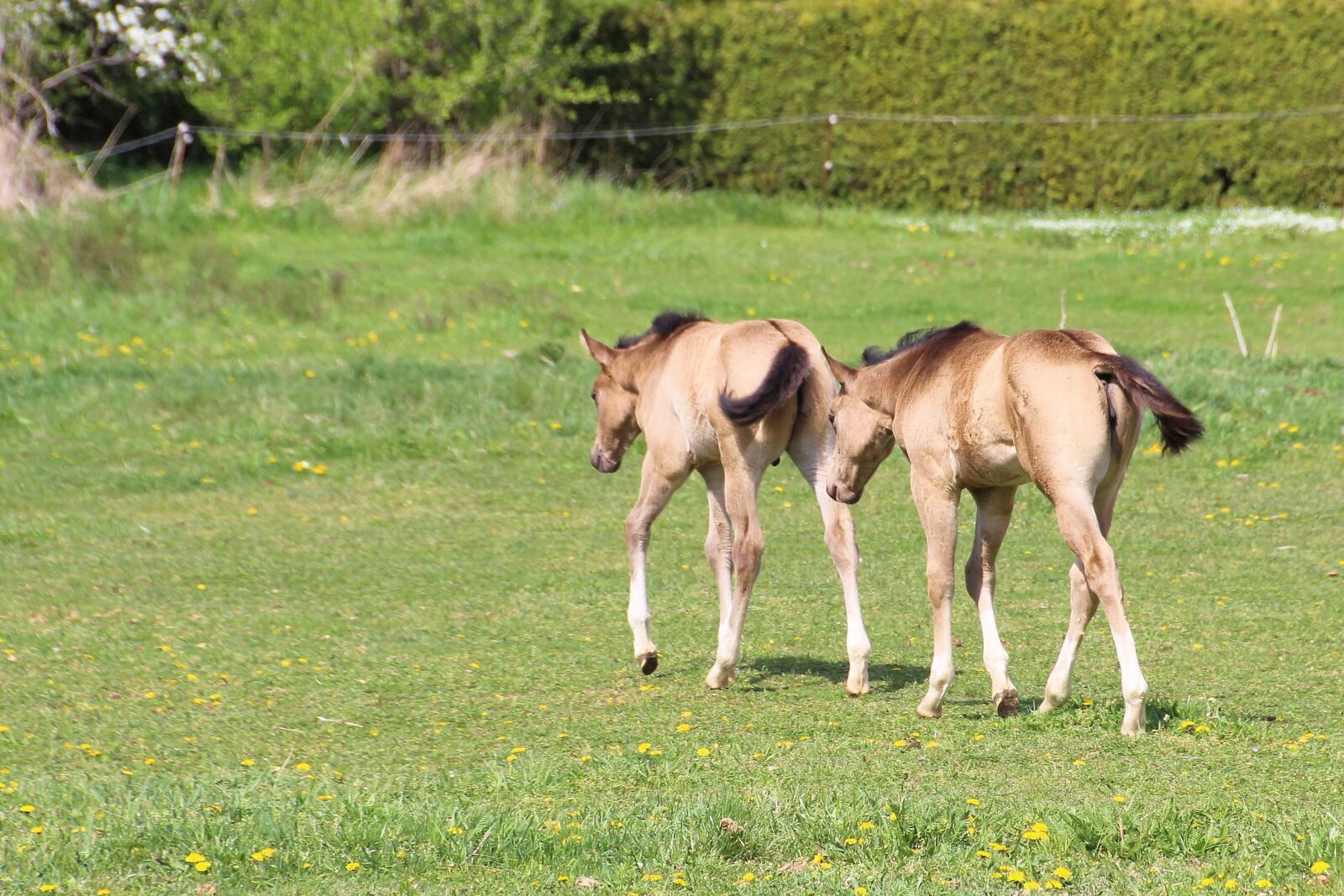 Canon EOS 600D (Rebel EOS T3i / EOS Kiss X5) sample photo. Foal, meadow, pasture photography