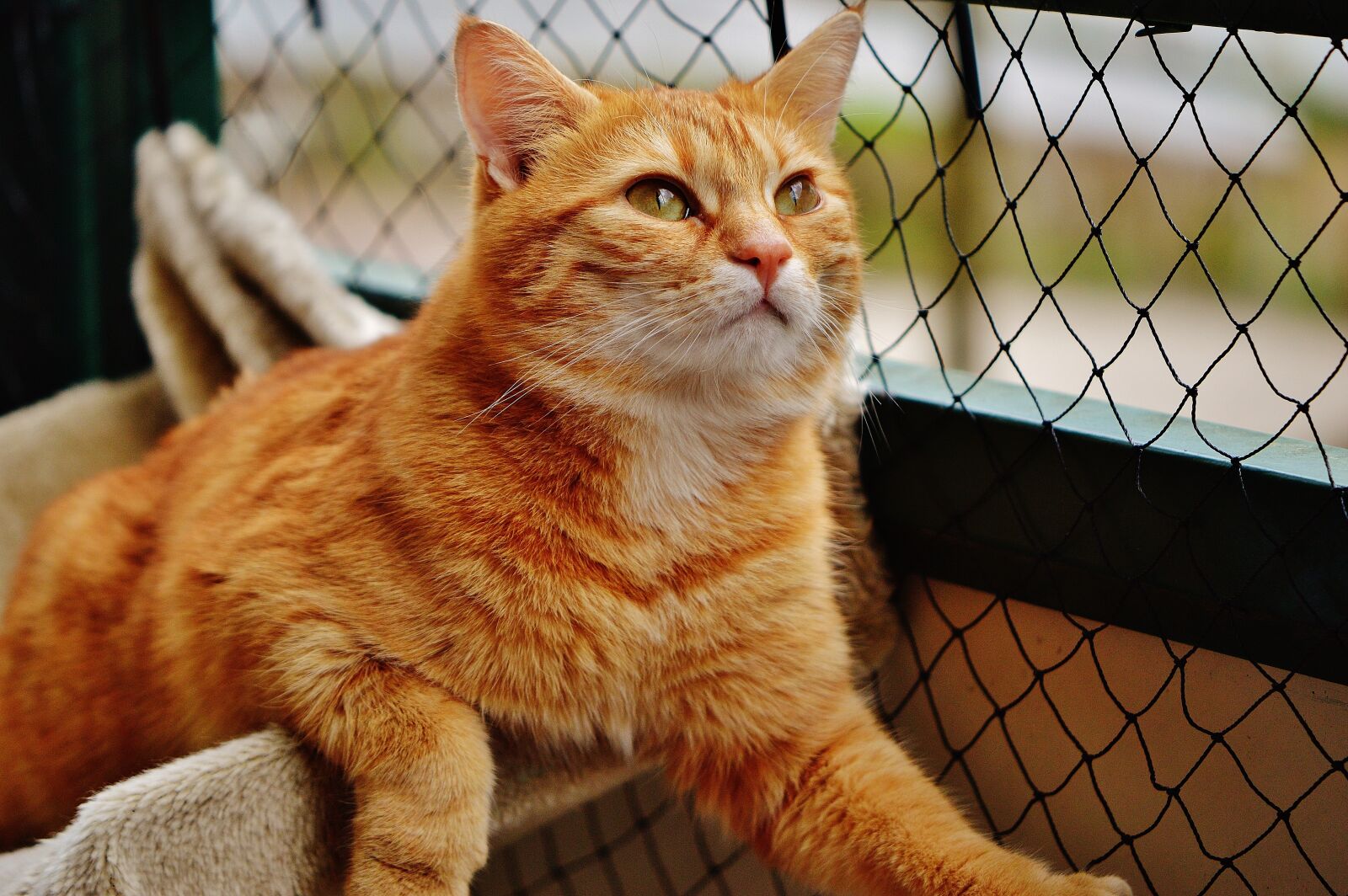 Nikon D3200 sample photo. Cat, red, face photography